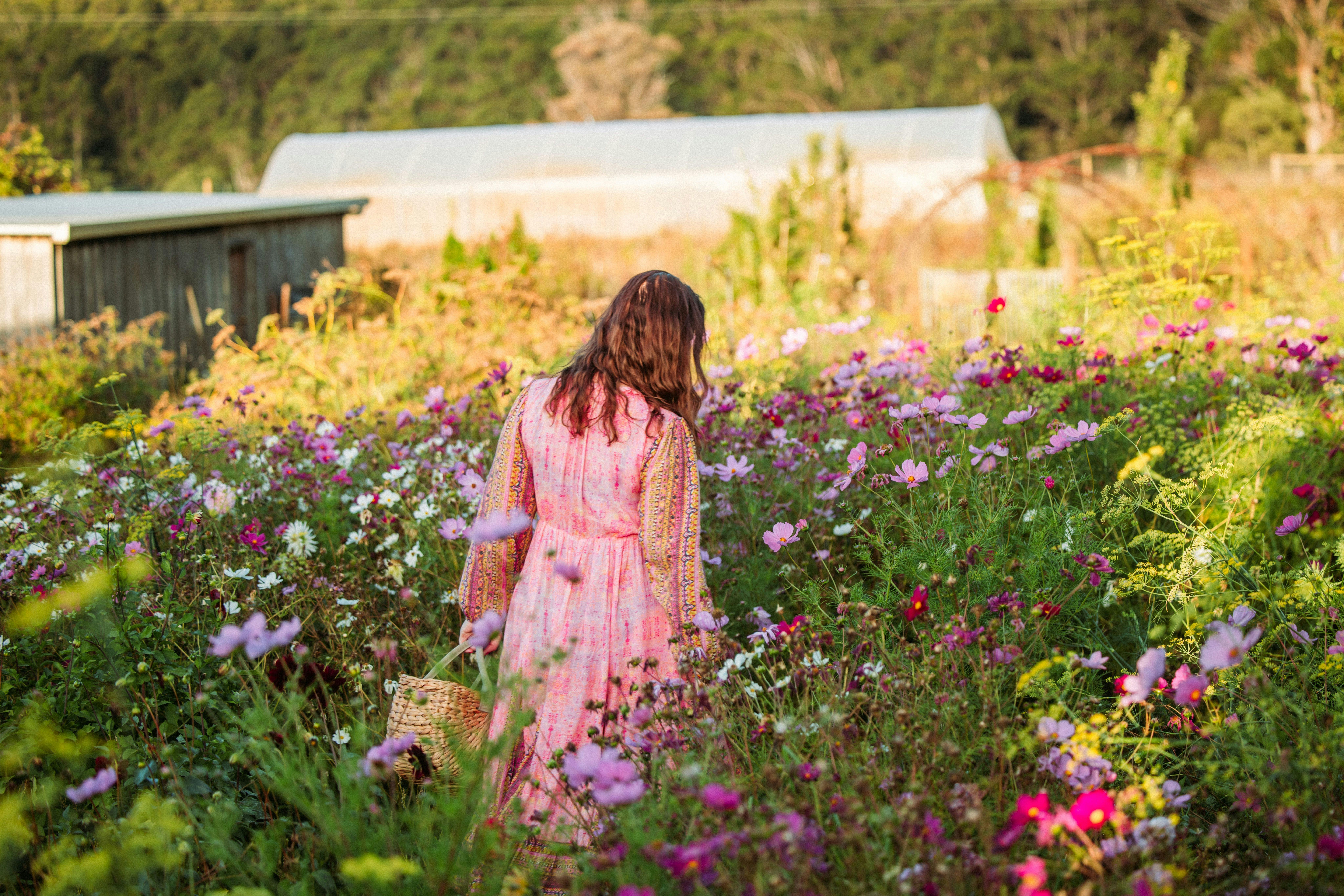 Mount Gnomon Farm