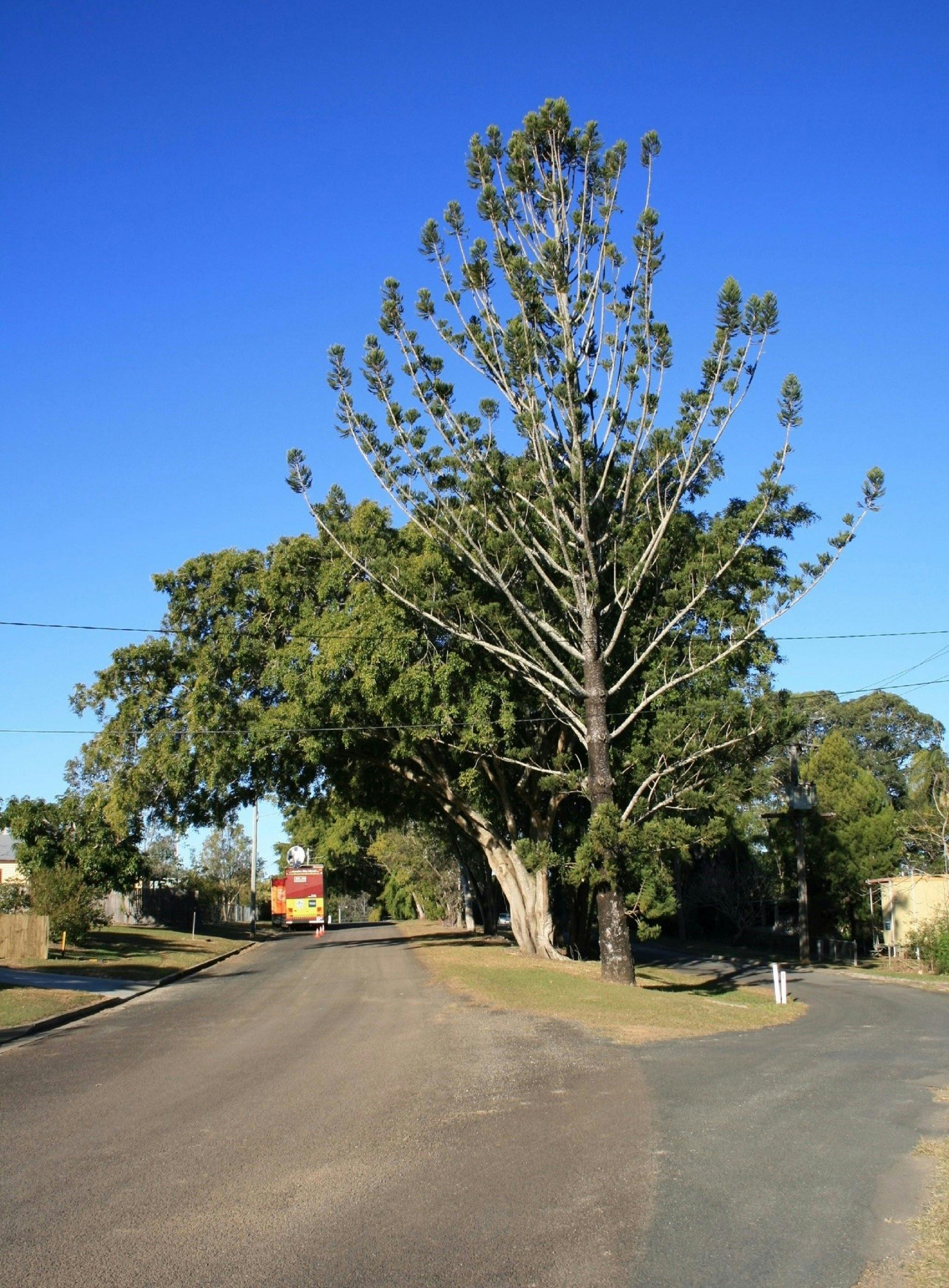 Anzac Avenue Memorial Trees, Beerburrum