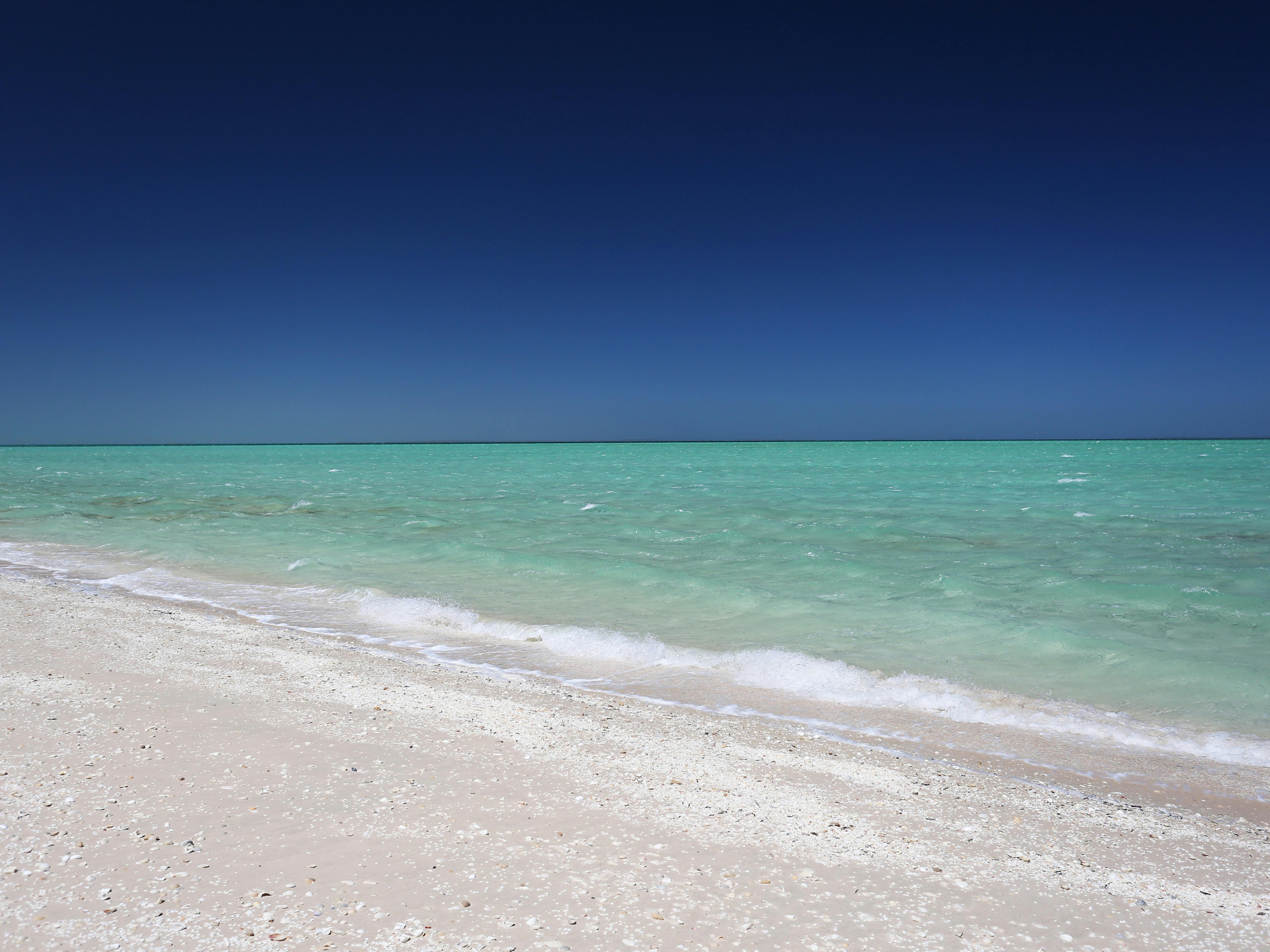 ストロマトライトとシェル・ビーチ (Shell Beach) - 観光ツアー