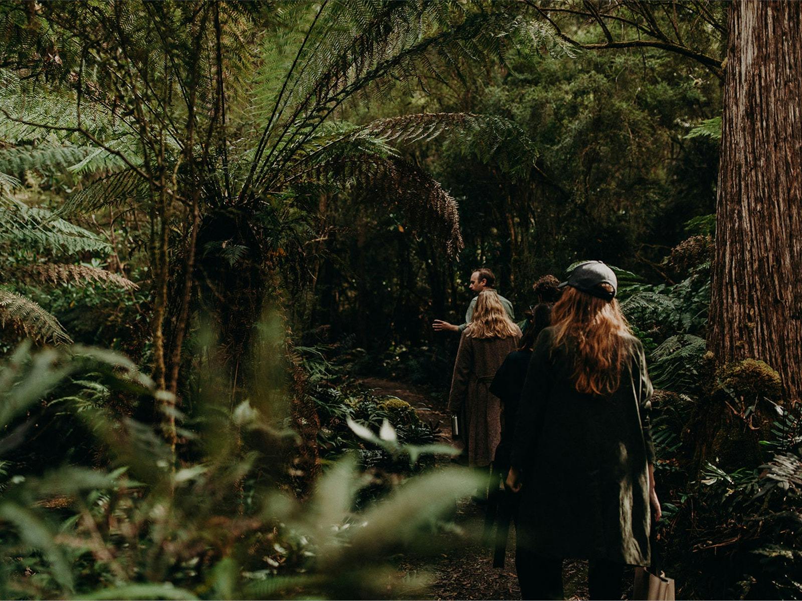 Guide leads group through a rainforest surrounded by trees and ferns