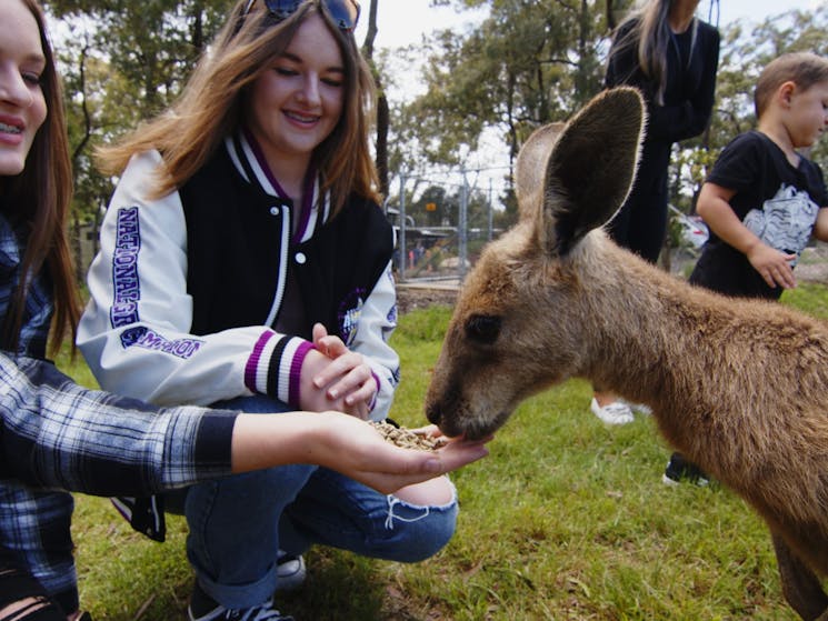 Hand feed our Kangaroos