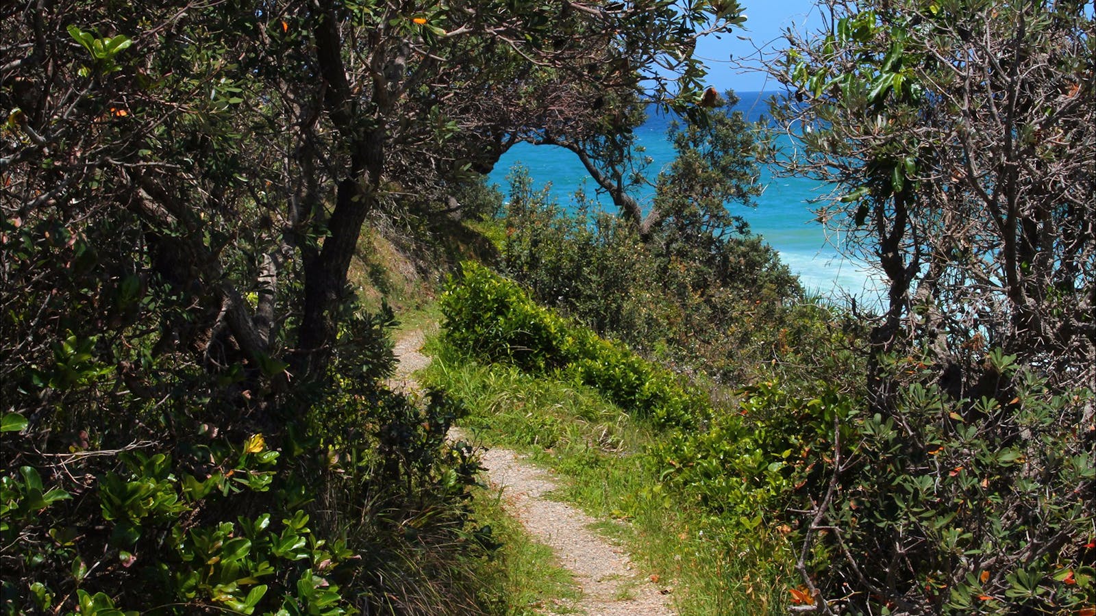 Wilsons Headland