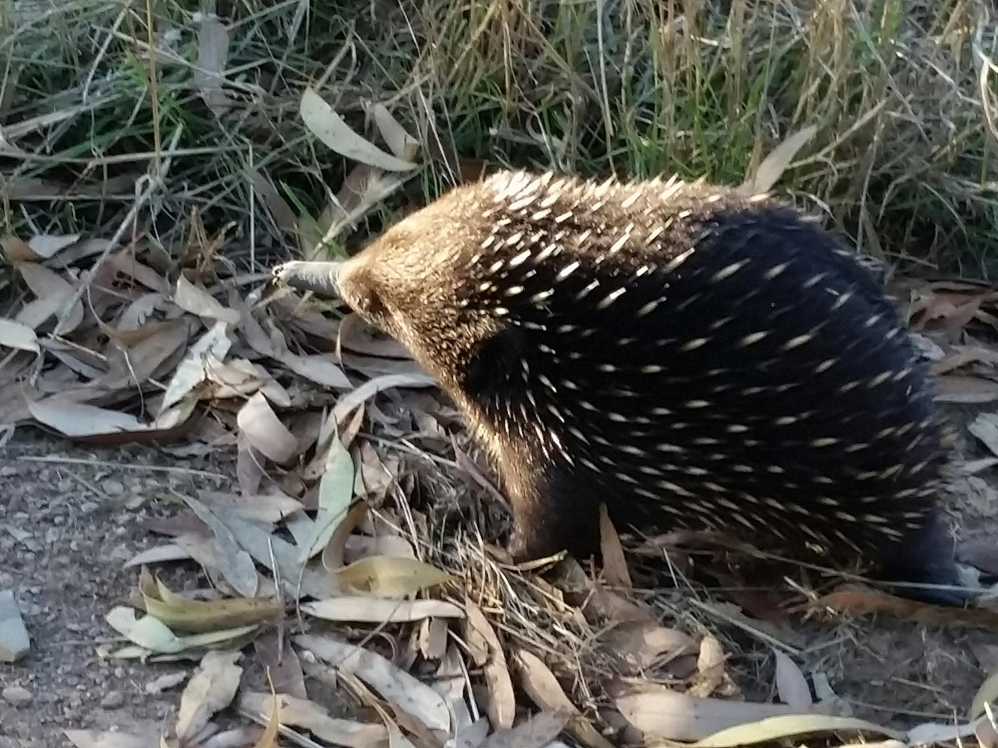 Echidna visiting the property
