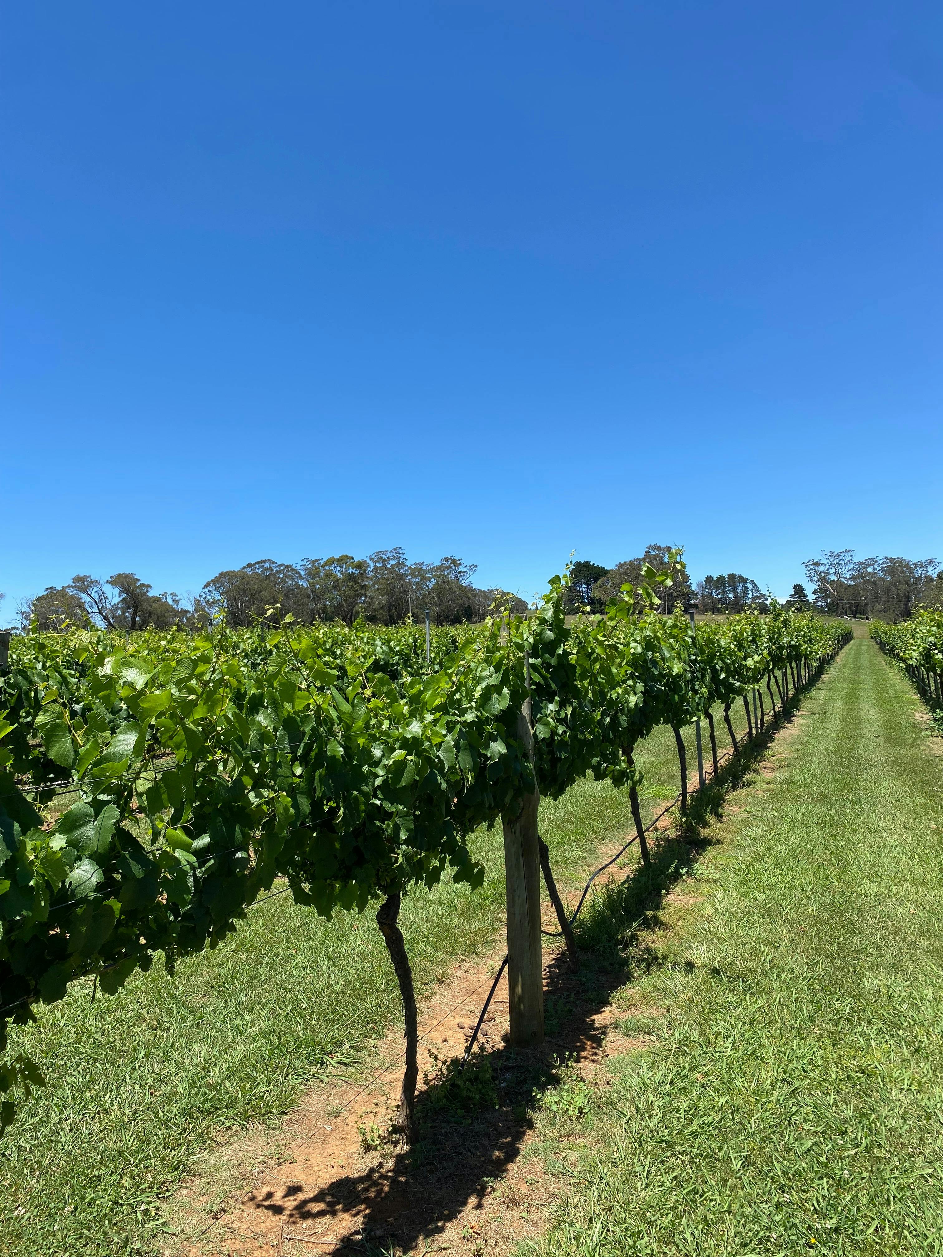 Vino Rosso Tours -  Bendooley Estate