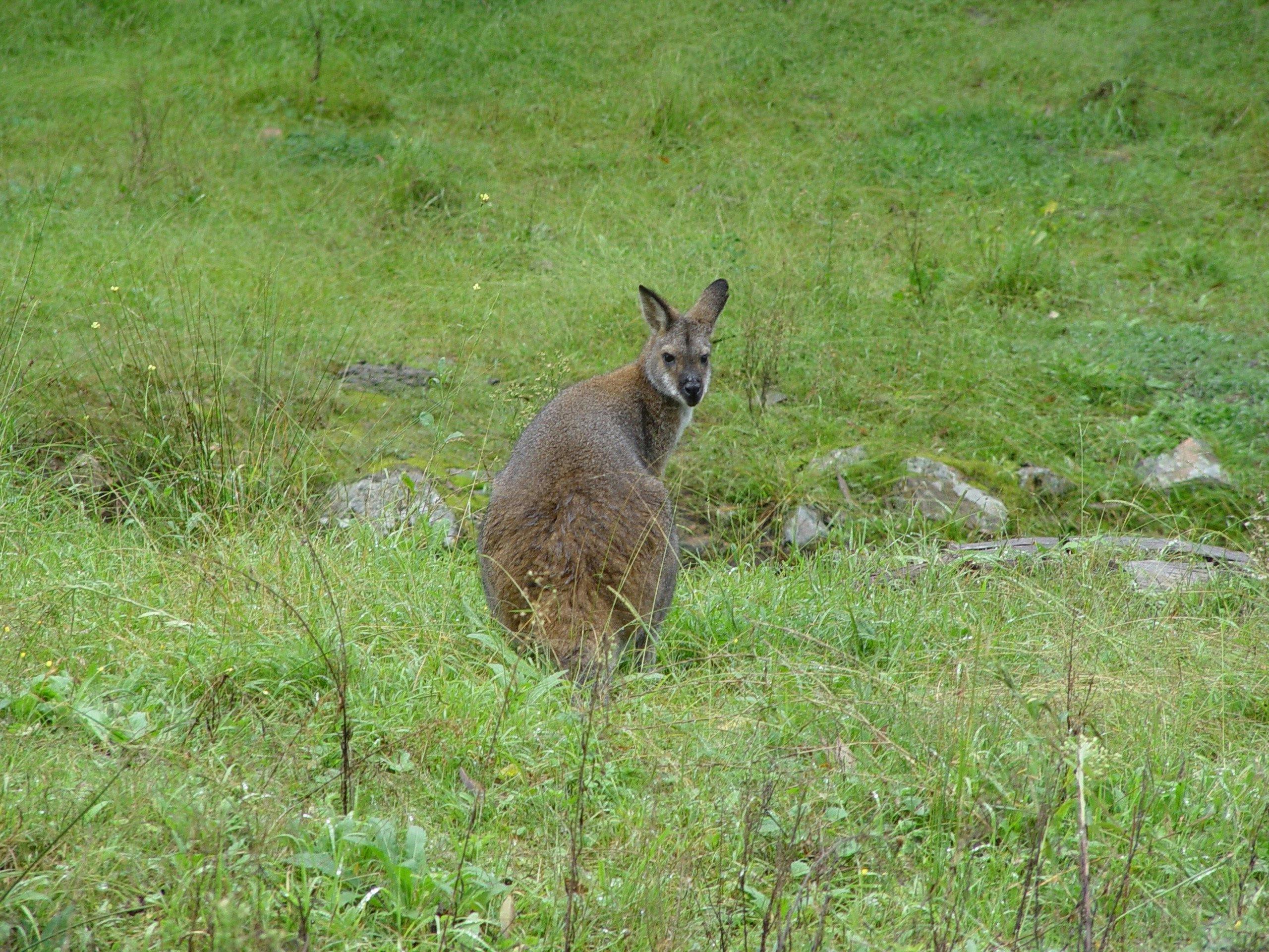 Rendezvous with a Kangaroo eco tours