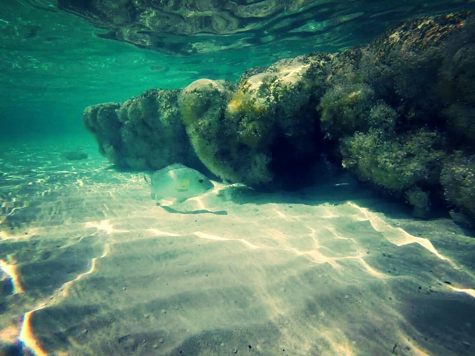 Stromatolites