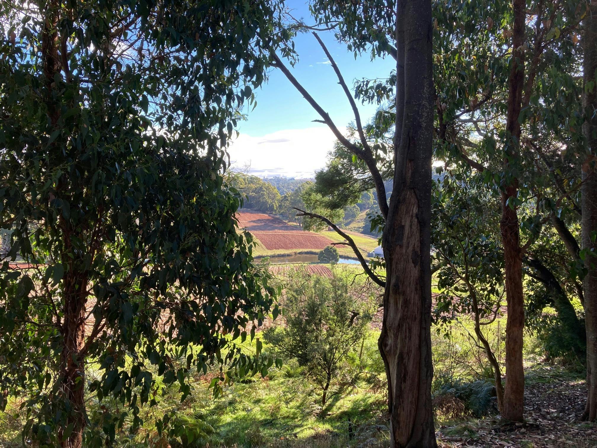 A farm view of rolling productive hills, partly hidden by natural vegetation