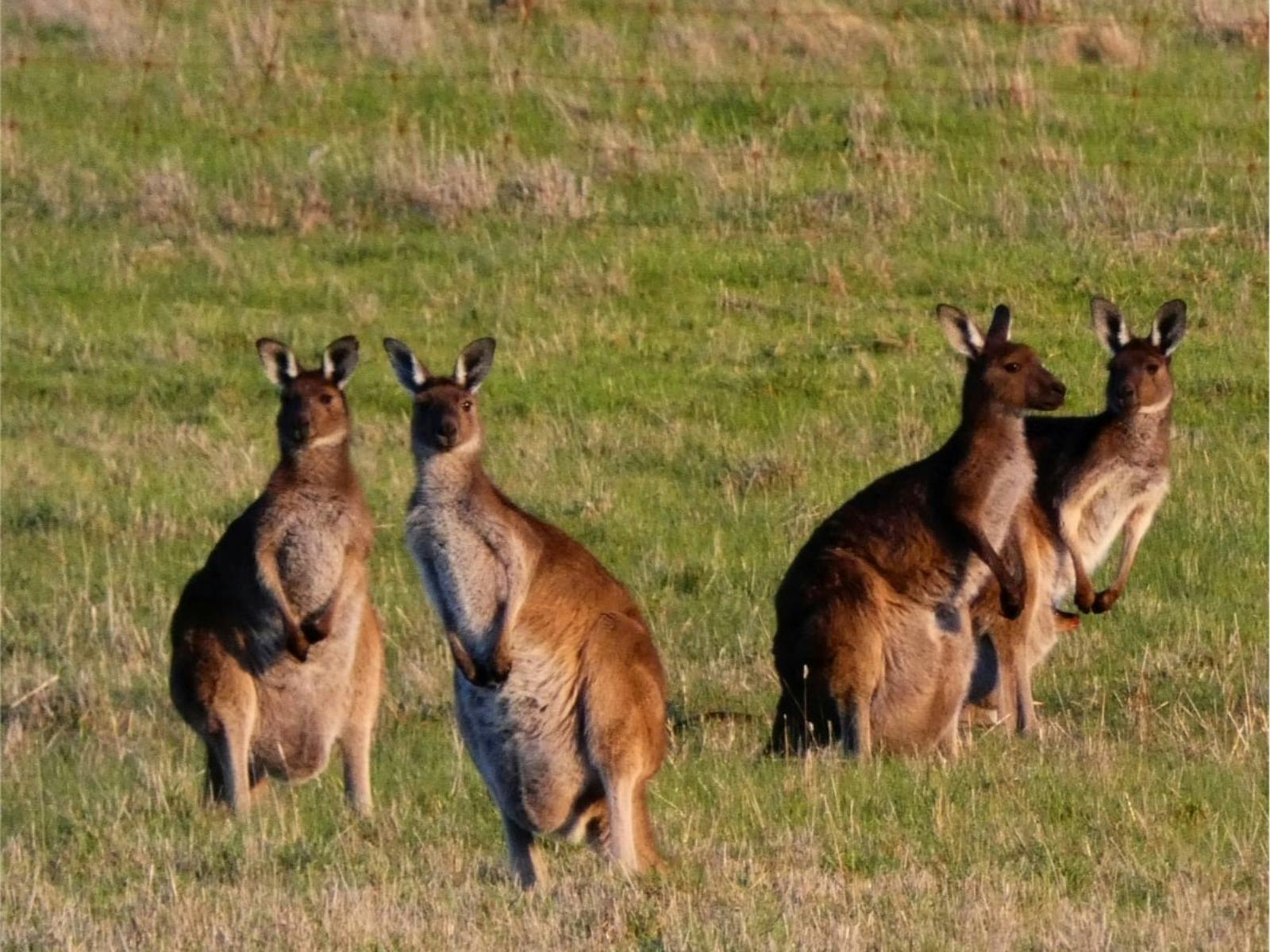 Some of the locals.