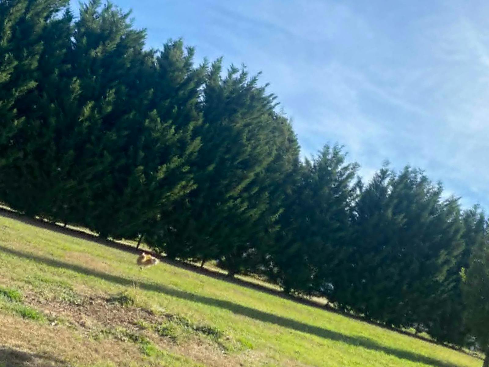 Truffle farm and dog