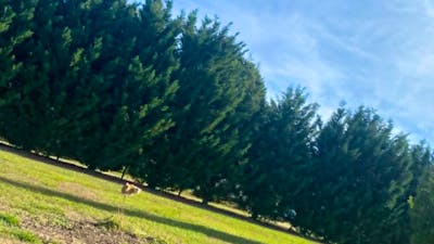 Truffle farm and dog