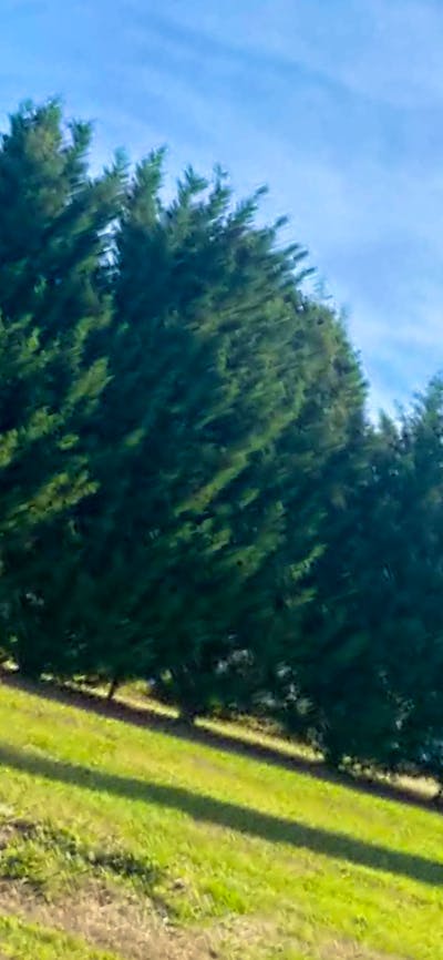 Truffle farm and dog