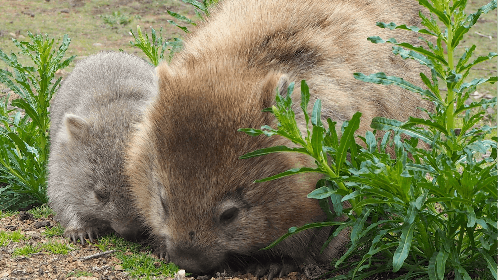 Maria Island wombats