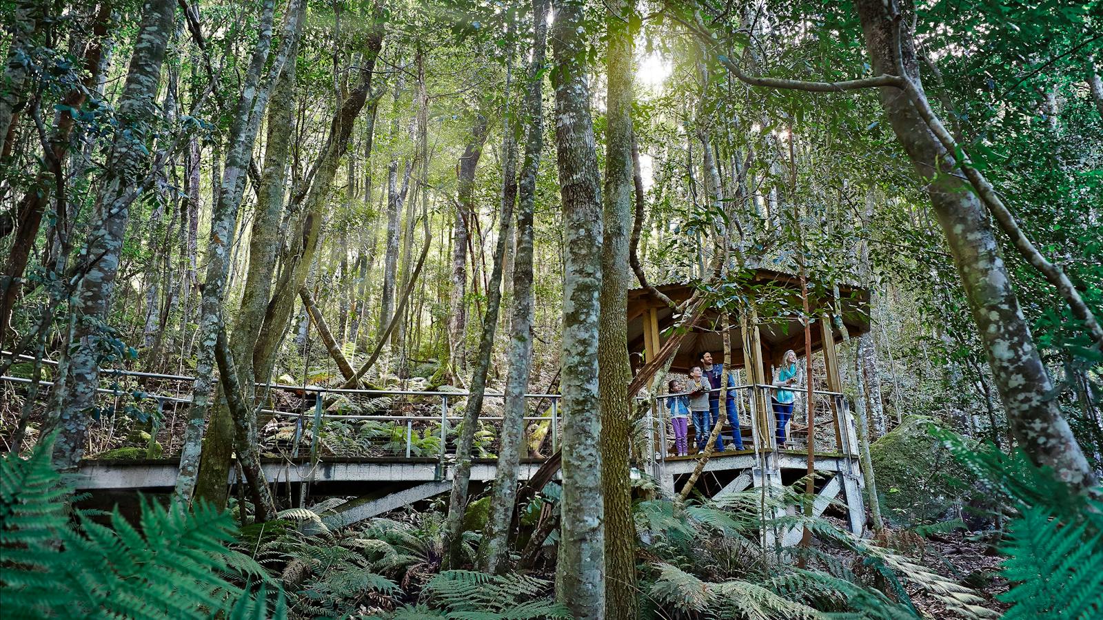 rainforest
