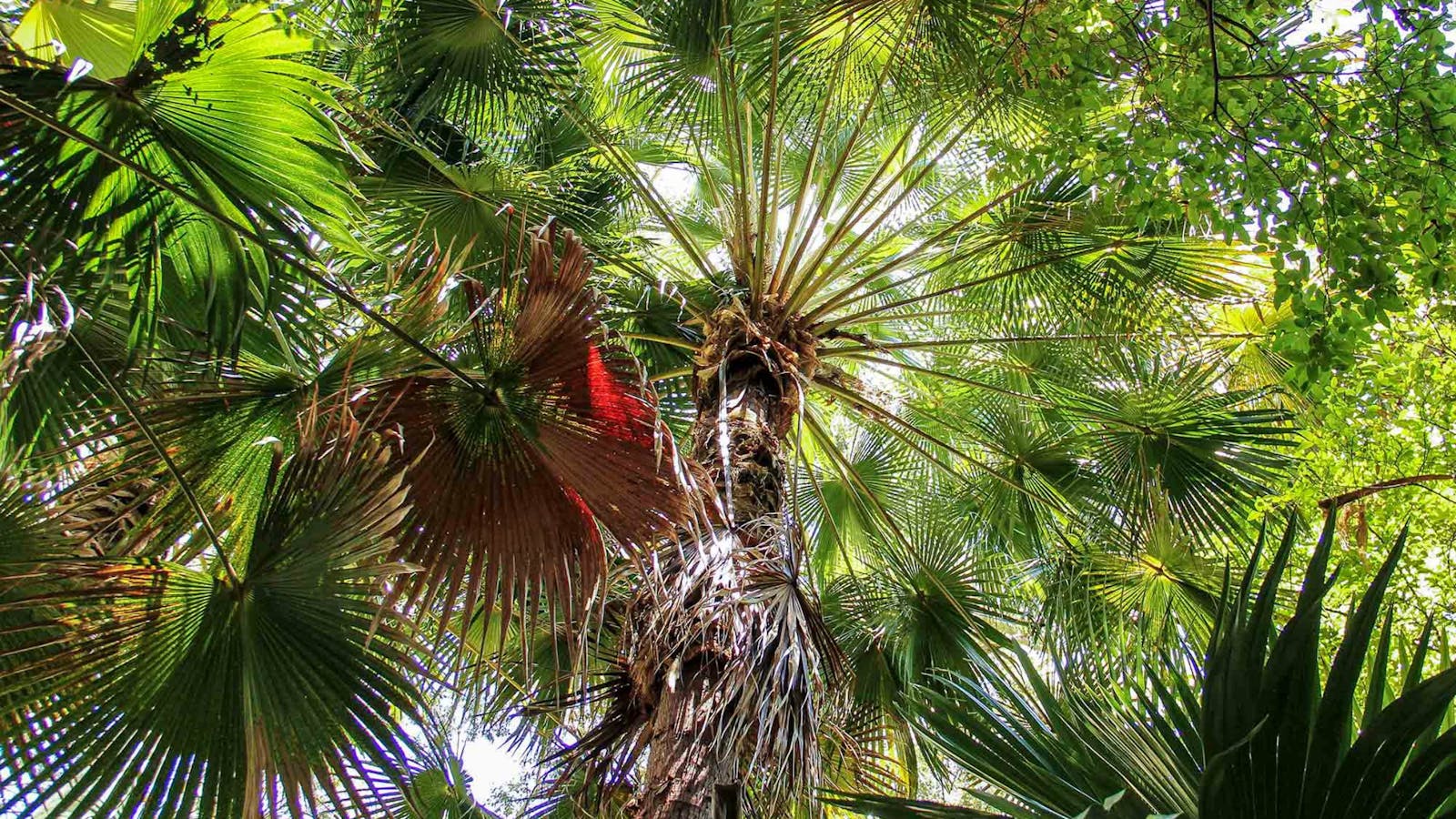 Depot Beach Rainforest Walk