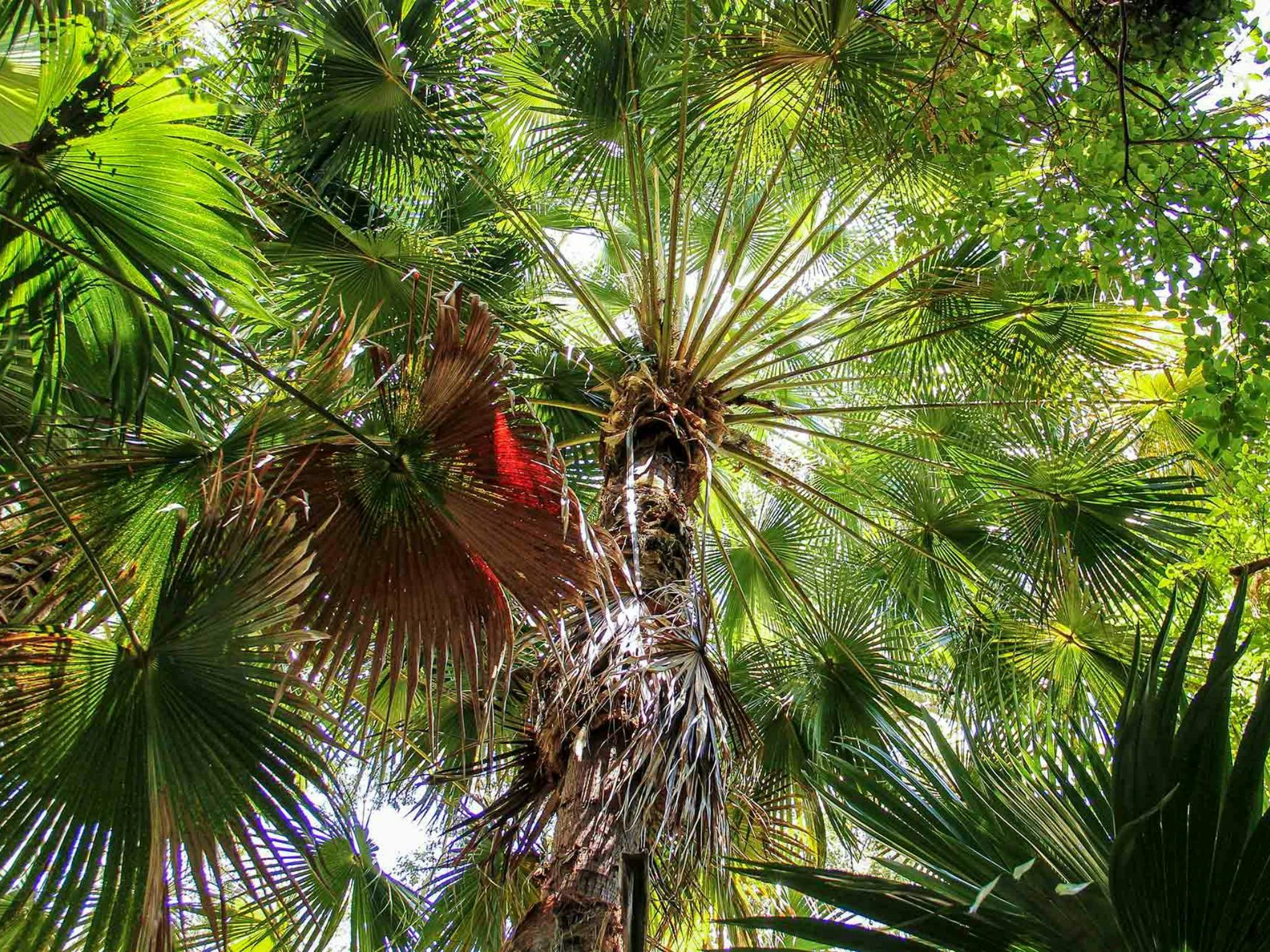 Depot Beach Rainforest Walk