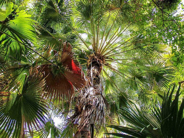 Depot Beach Rainforest walk, Murramarang National Park. Photo: Michael Jarman