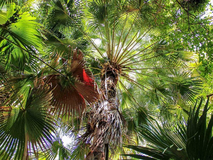 Depot Beach Rainforest walk, Murramarang National Park. Photo: Michael Jarman