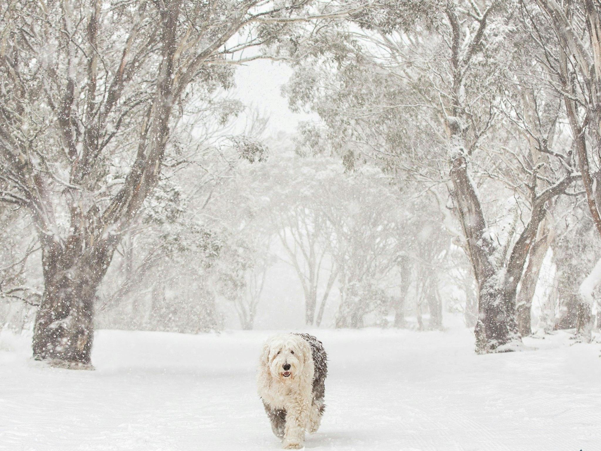 Snow Dogs Photography and Retreats