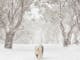 Snow Dogs Photography and Retreats
