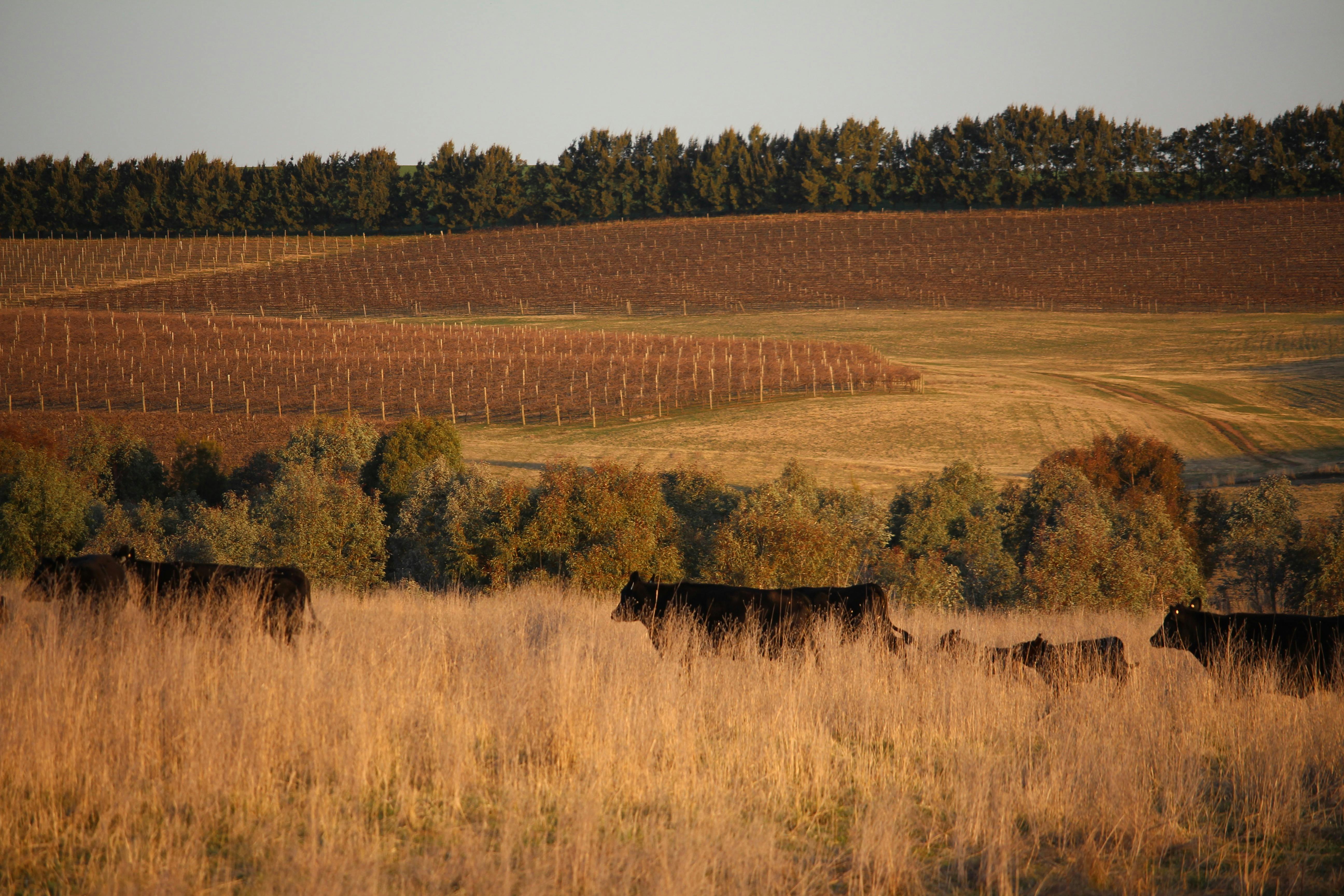 Barwang Vineyard and Farm