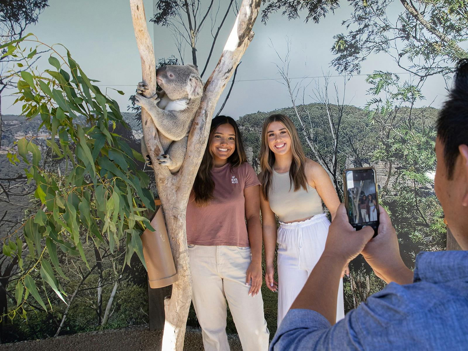 Koala