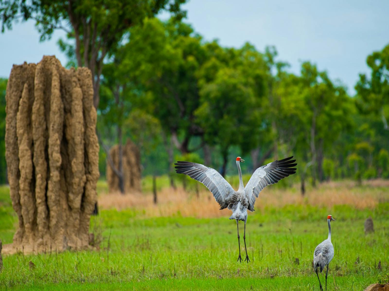 two big birds dancing together two big birds dancing together