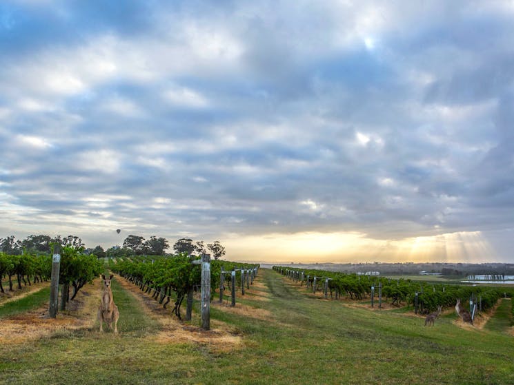 Cycle along the Hunter Valley's classic vineyard landscapes and meet kangaroos.