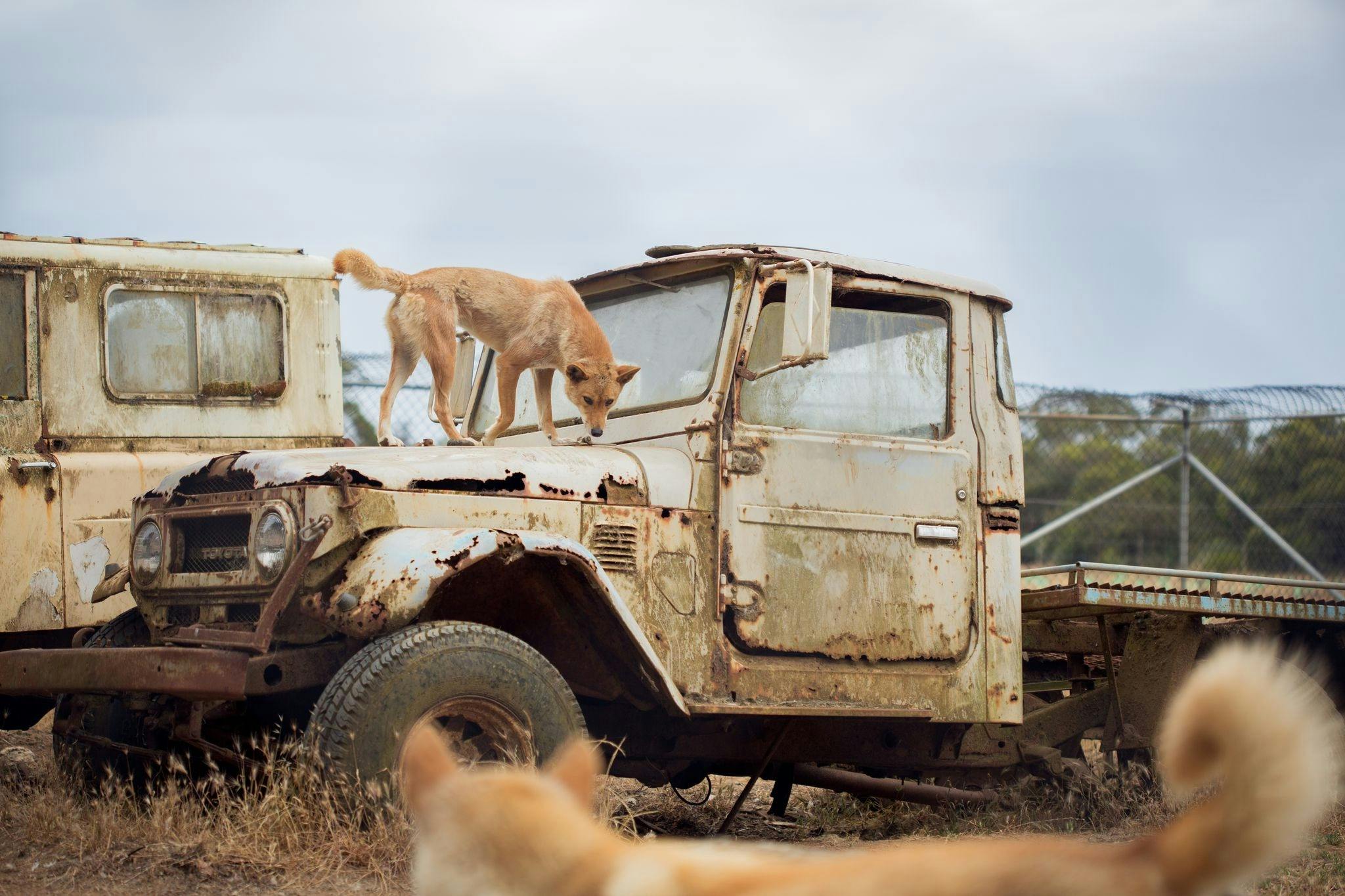 Dingoes at Kangaroo Island Wildlife Park