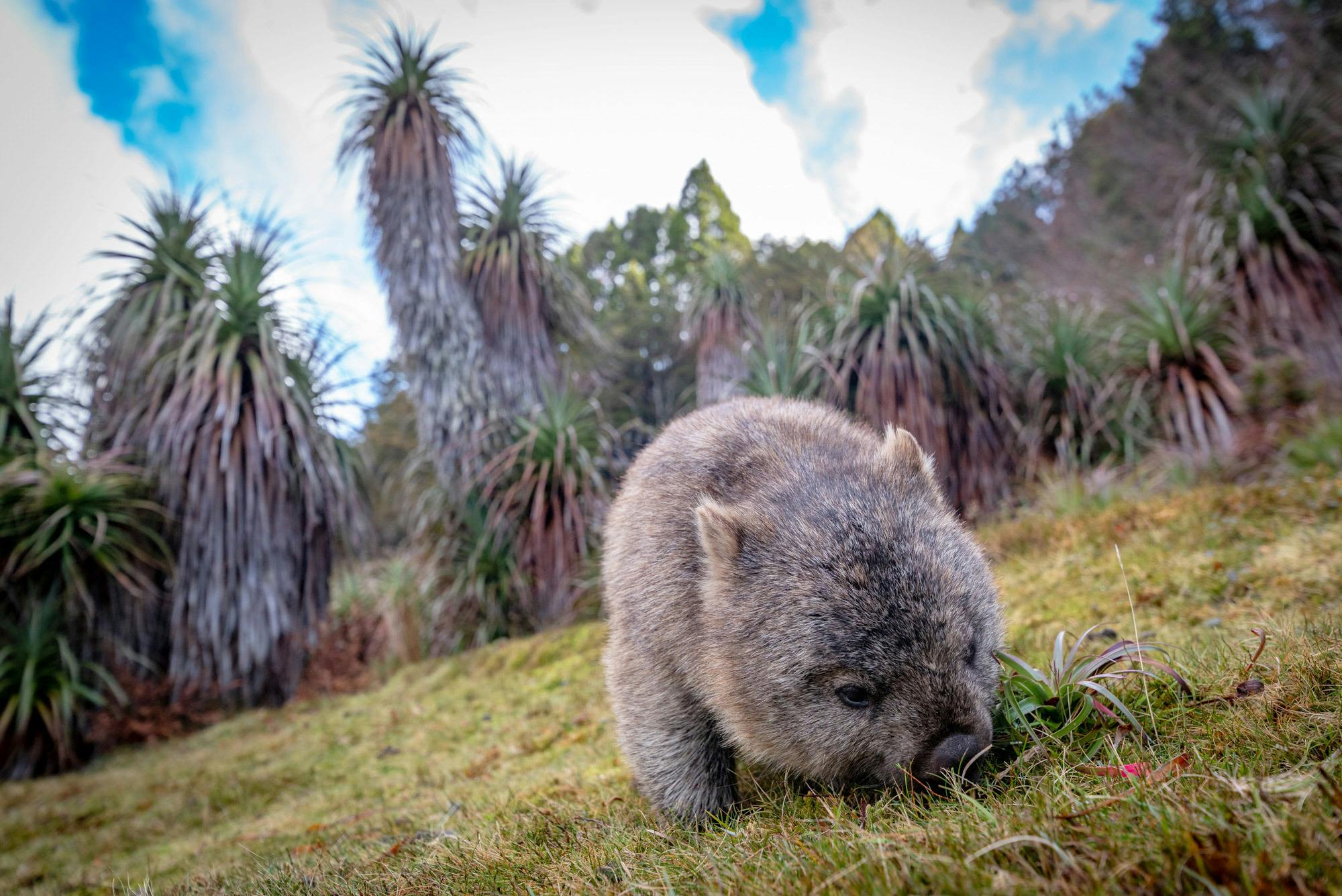 Wombat at Waldheim, Cradle Mountain