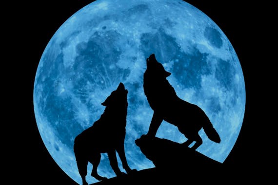 克里登斯克利尔沃特集体