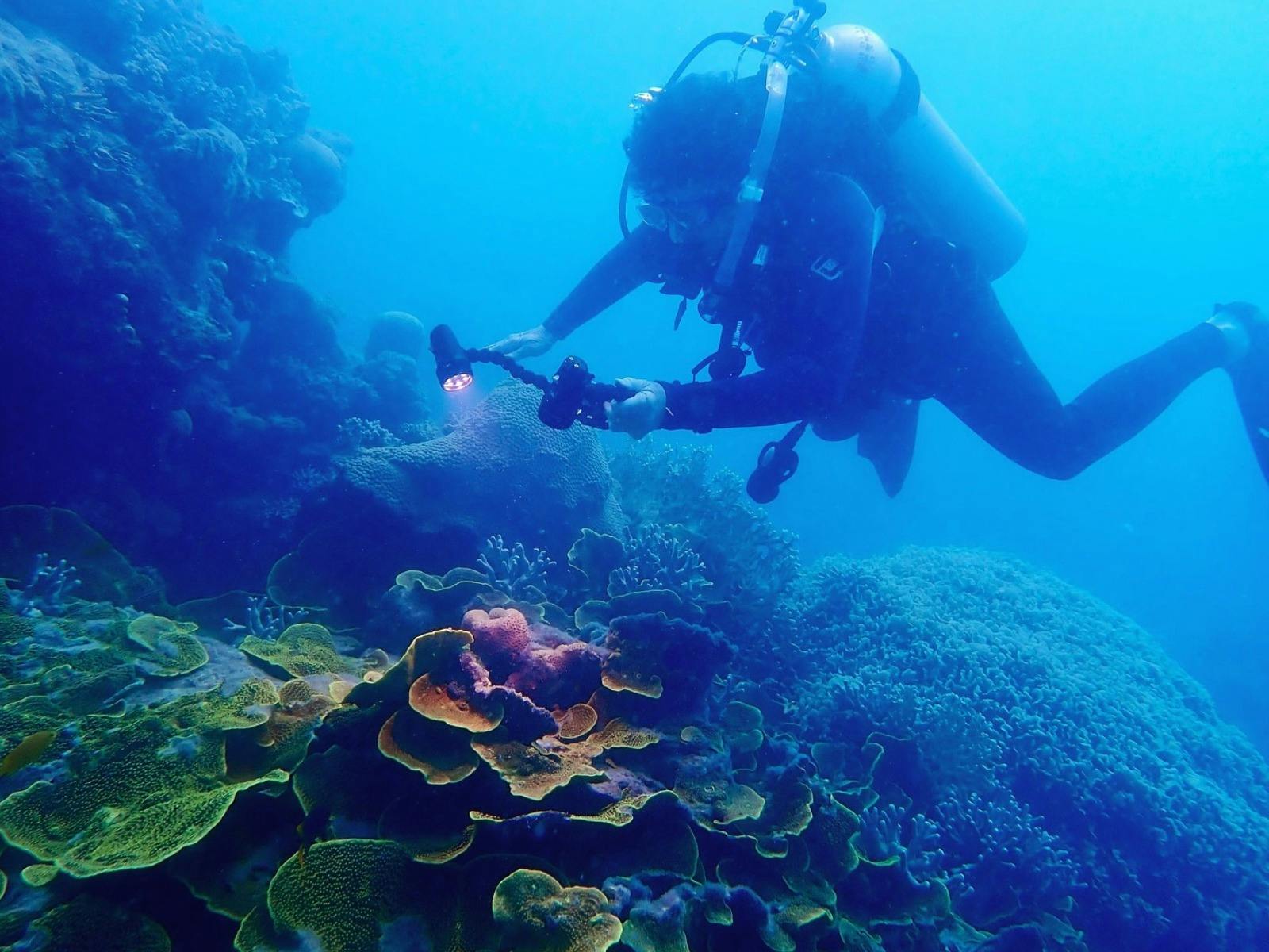 The ONLY liveaboard in Whitsundays offering night dives meet marine life that only comes out night