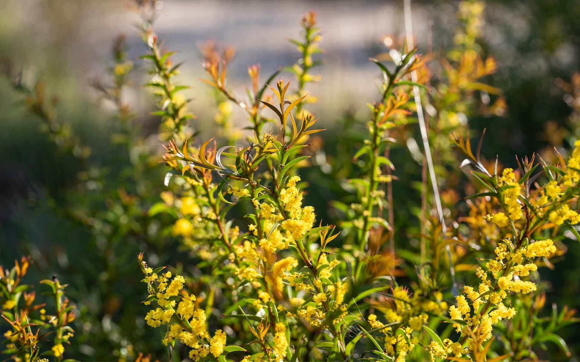 Bright yellow wildflowers on green stems