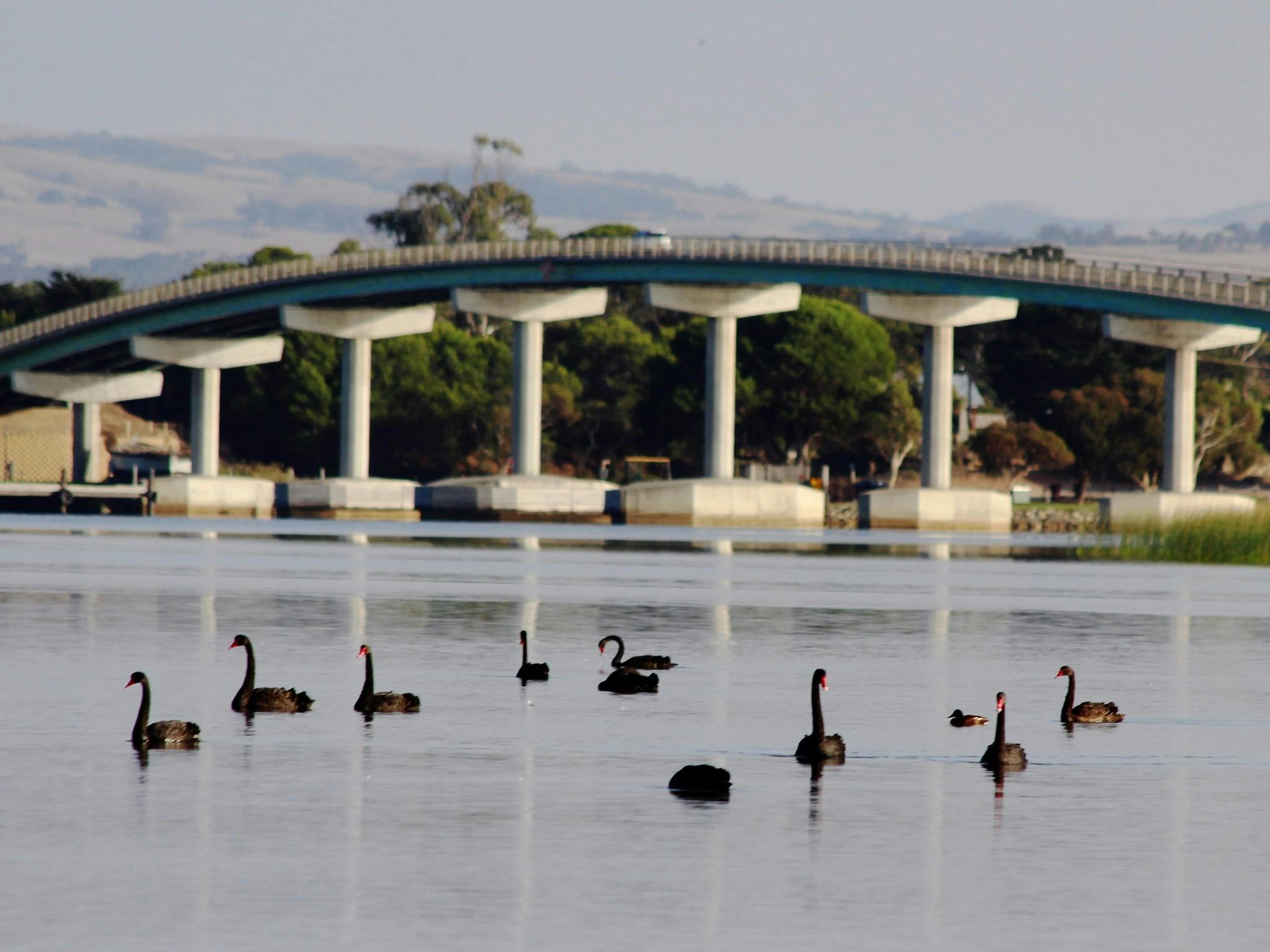 Goolwa Boating Cruises