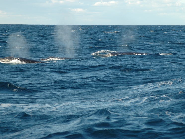 Humpback Whales