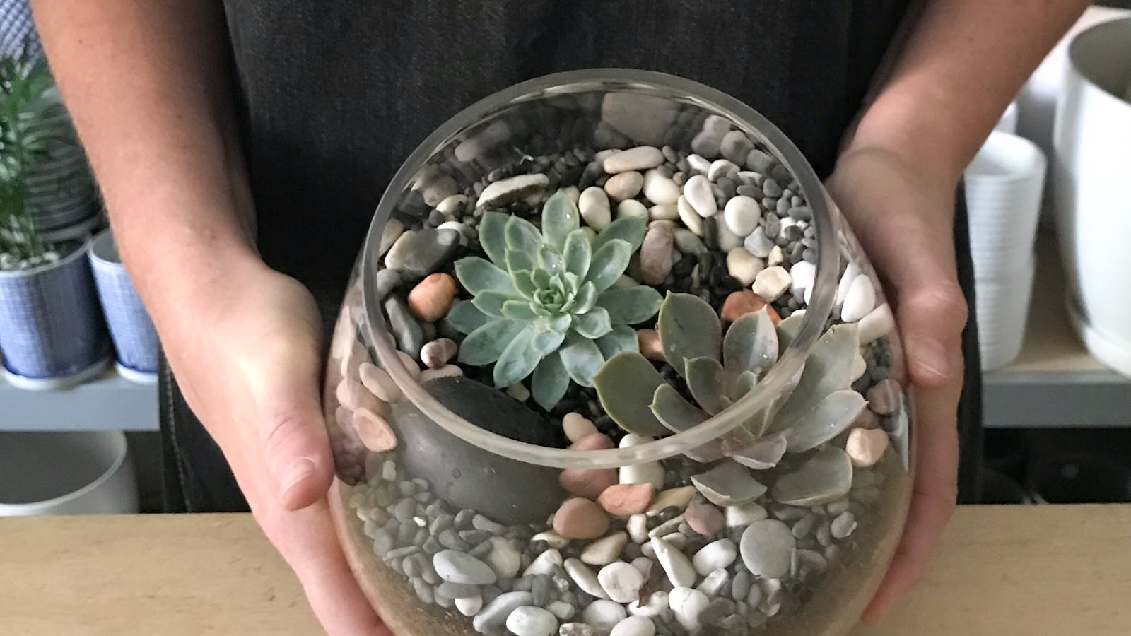 Image for Terrarium Workshop