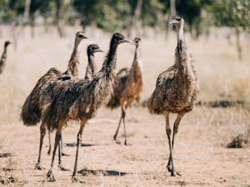 Emus running in Maranoa Region