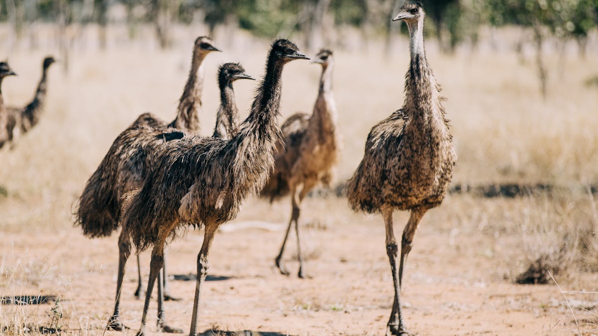 Emus running in Maranoa Region