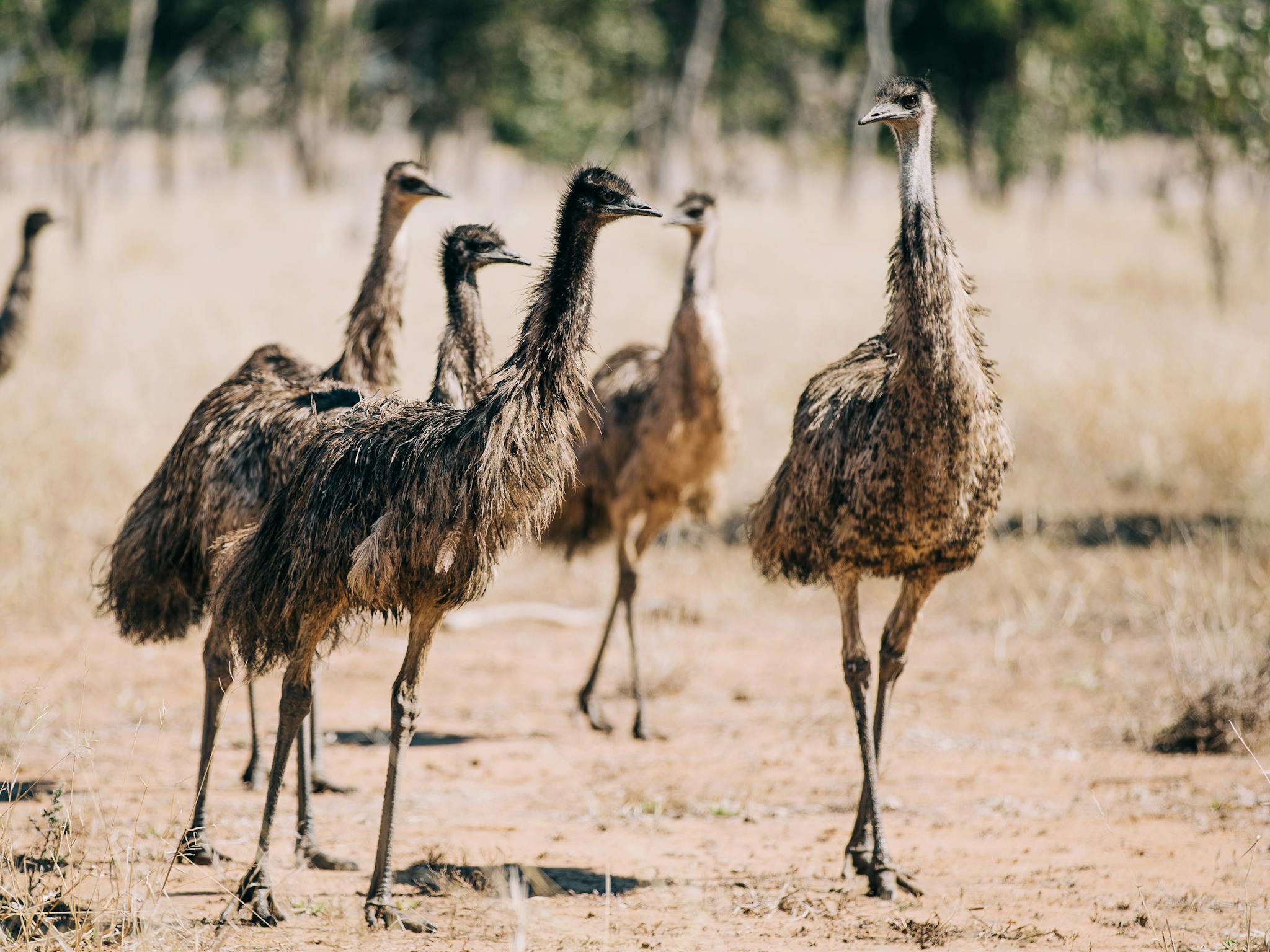 Emus running in Maranoa Region Emus running in Maranoa Region