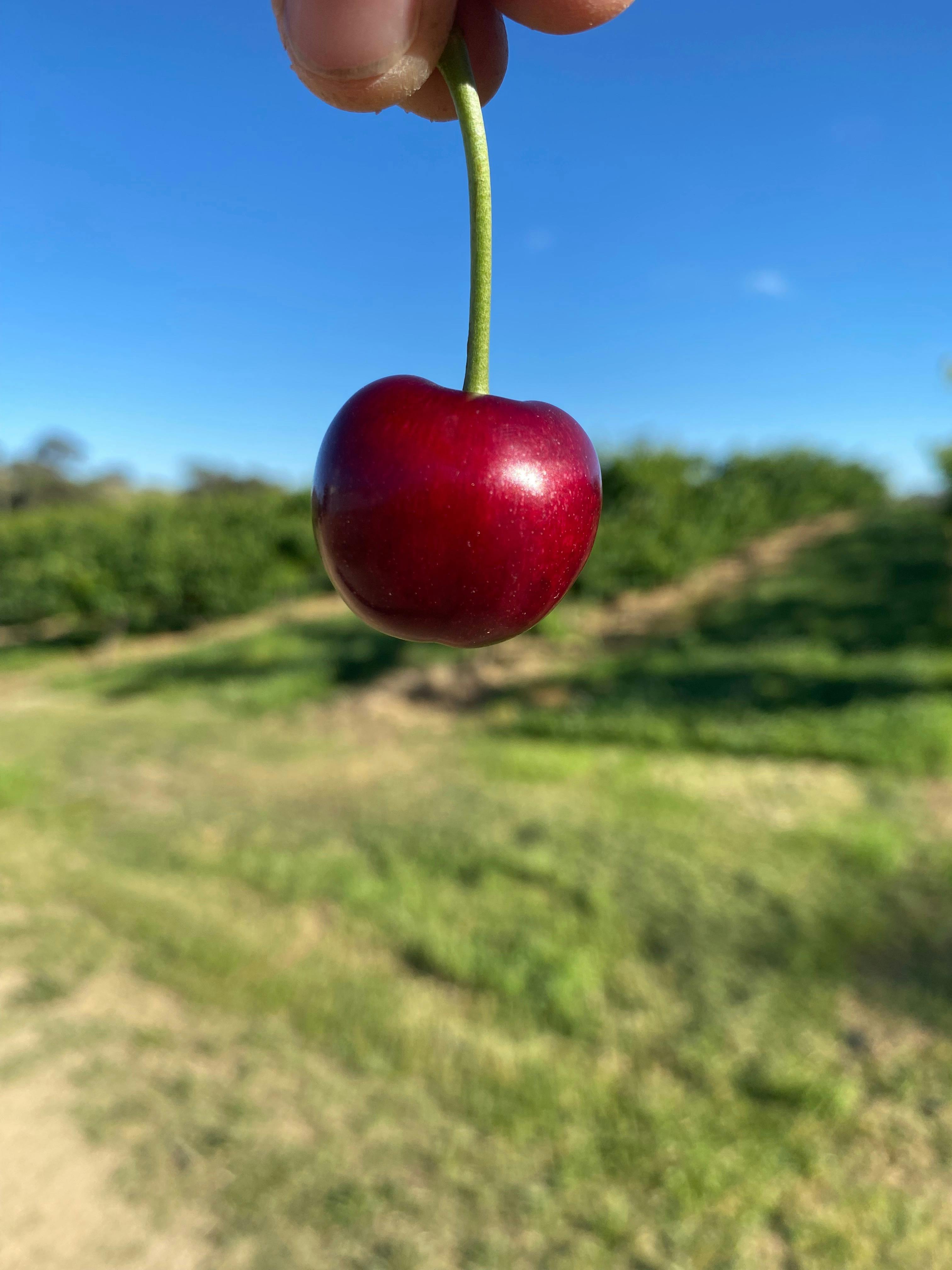 Single cherry