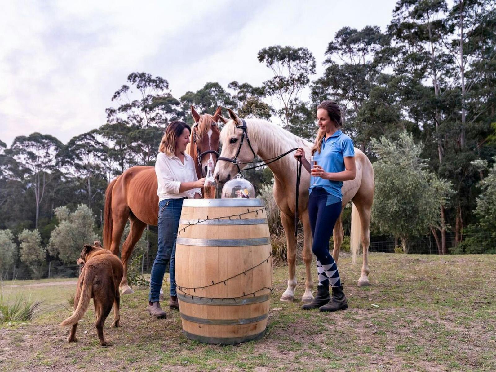 Horses at Champagne Hill