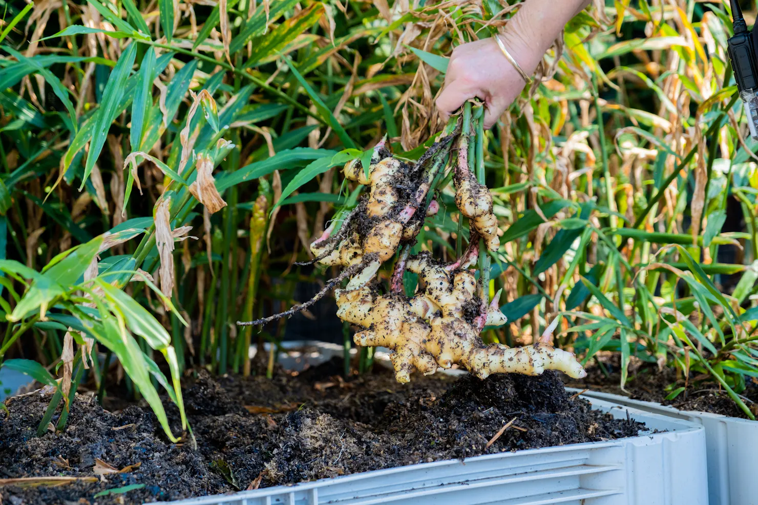 Freshly harvested ginger