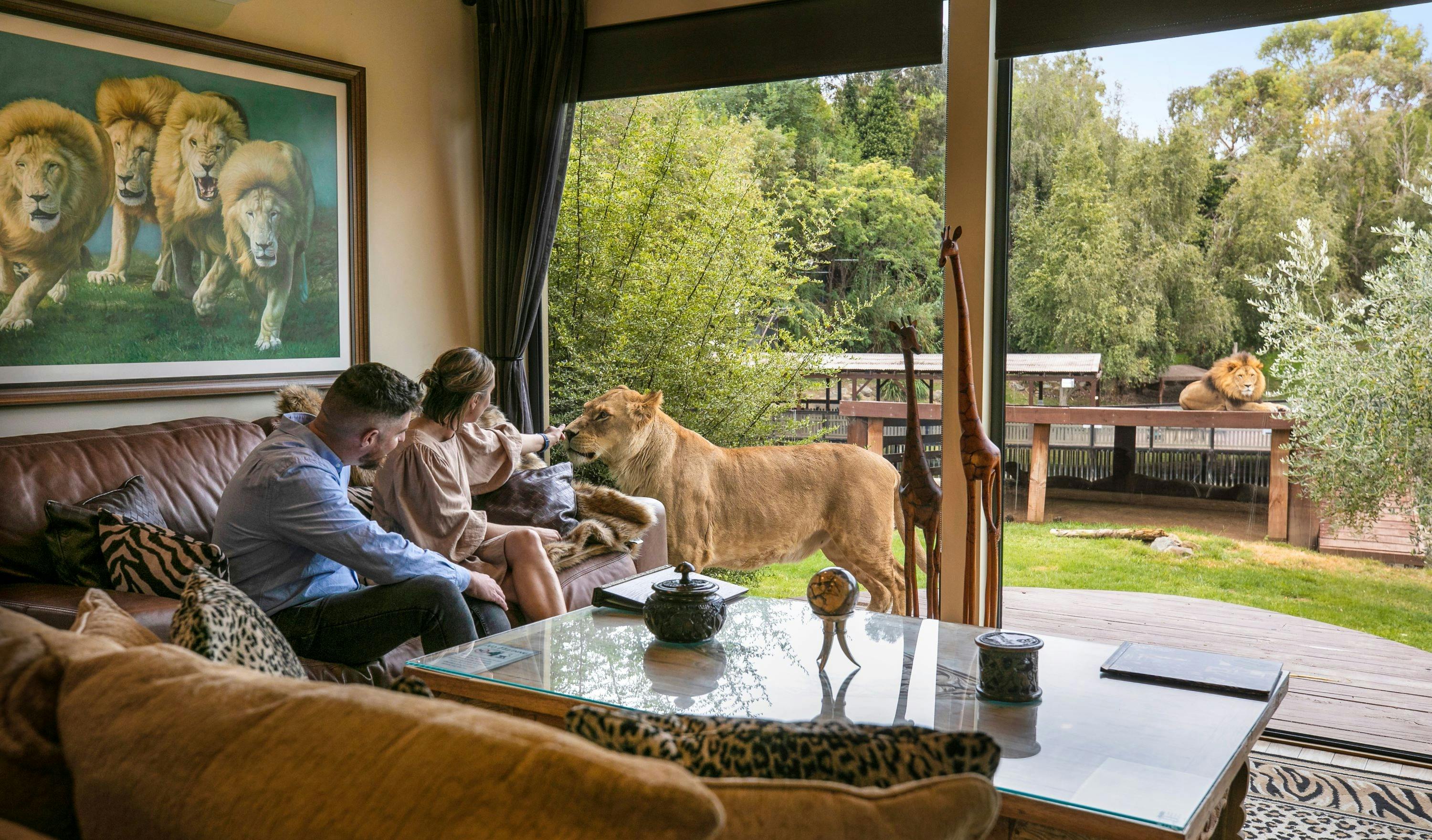 2 Guests admiring tawny lions from their Jungle Bungalow