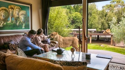 2 Guests admiring tawny lions from their Jungle Bungalow