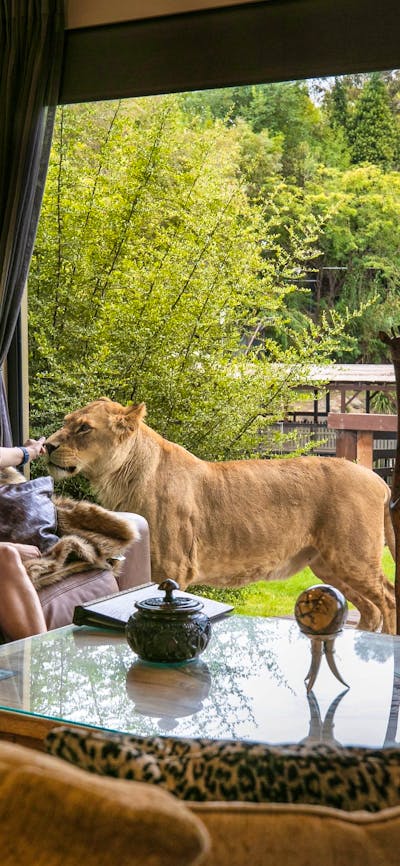 2 Guests admiring tawny lions from their Jungle Bungalow