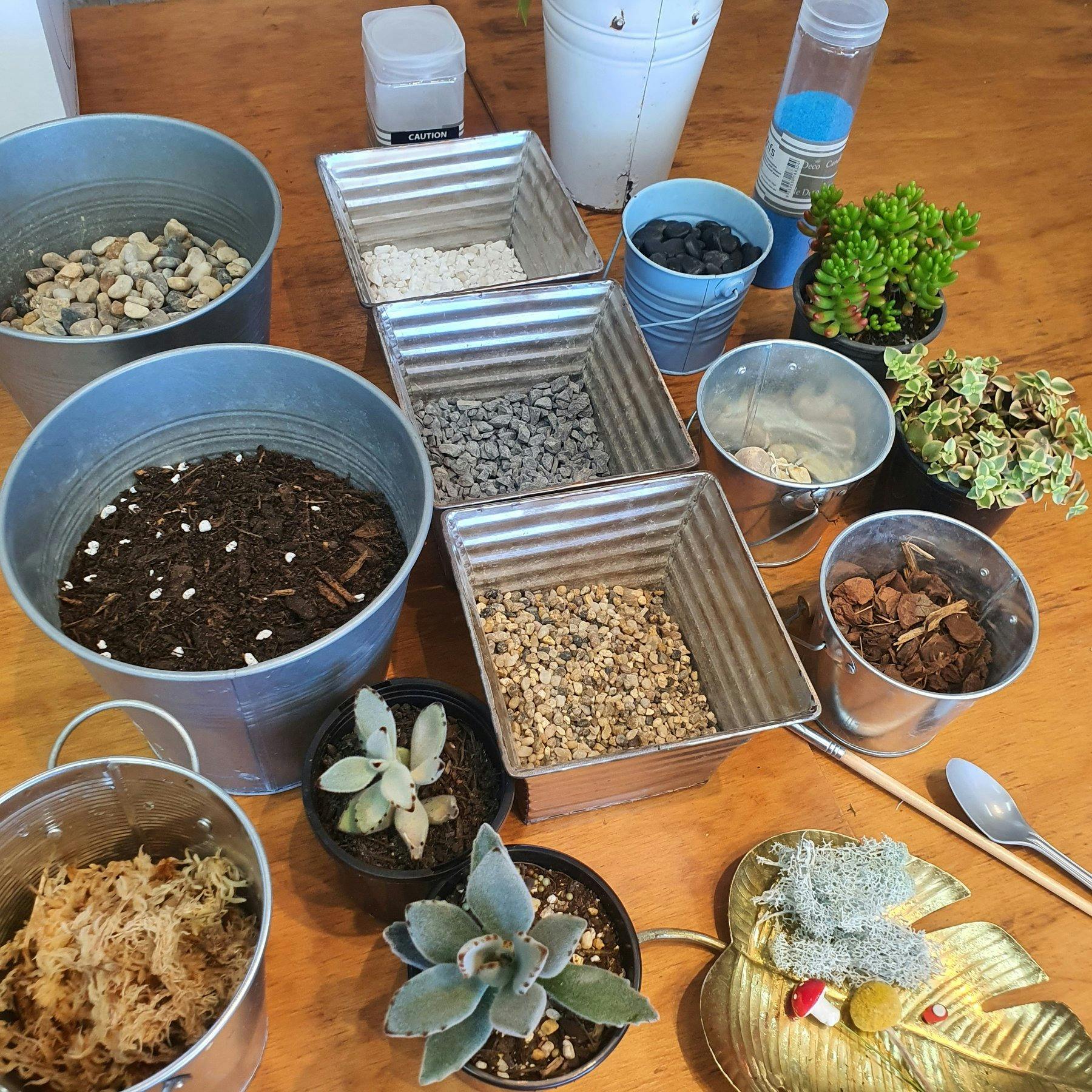 terrarium, succulent, low maintenance, fun, workshop