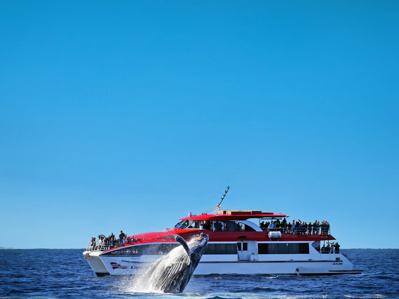 Image for Whale Watching Cruises