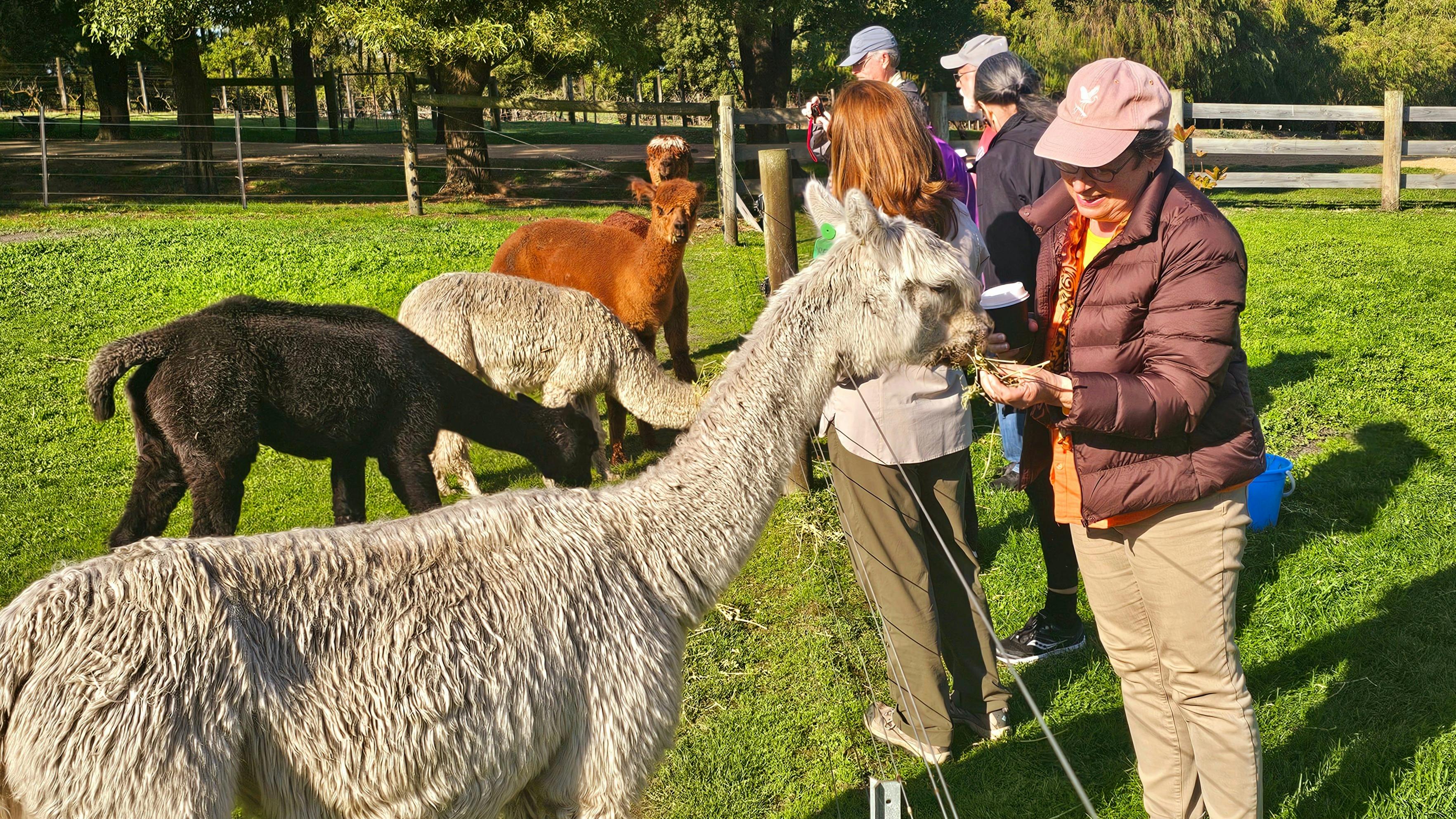 Alpacas