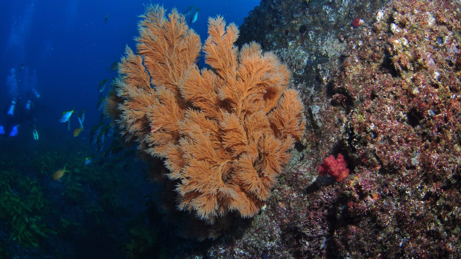 China Wall Dive Site