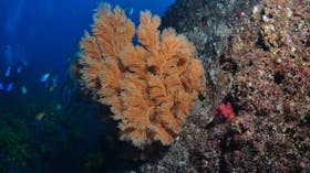 China Wall Dive Site