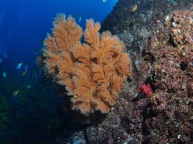 China Wall Dive Site